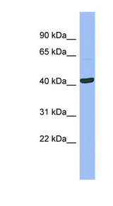 SERPINB13 antibody LS-C107566 Western blot of COLO205 cell lysate.