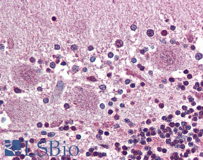 Anti-PROKR2 antibody LS-A3179 IHC of human brain, cerebellum. Immunohistochemistry of formalin-fixed, paraffin-embedded tissue after heat-induced antigen retrieval.