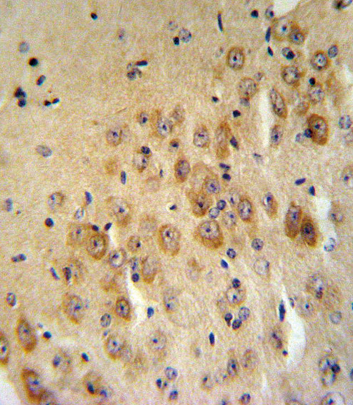 PAI2 Antibody IHC of formalin-fixed and paraffin-embedded mouse brain tissue followed by peroxidase-conjugated secondary antibody and DAB staining.
