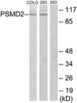 Western blot of extracts from COLO205/293 cells, using PSMD2 Antibody. The lane on the right is treated with the synthesized peptide.