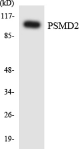 Western blot of the lysates from HepG2 cells using PSMD2 antibody.