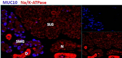 PROL1 antibody (2.9 ug/ml) staining of cells in the submandibular salivary gland (SMG), but not in the sublingual salivary gland (SLG) in mouse.