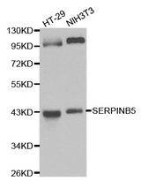 Western blot analysis of HT-29 cell and NIH3T3 cell lysate using SERPINB5 antibody.