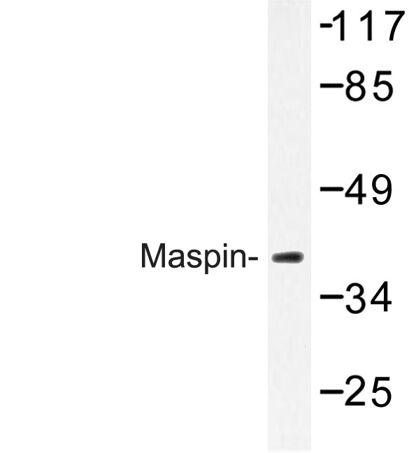 Western blot of Maspin (T118) pAb in extracts from HeLa cells.