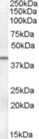 Antibody (0.1 ug/ml) staining of Human Ovary lysate (35 ug protein in RIPA buffer). Primary incubation was 1 hour. Detected by chemiluminescence.