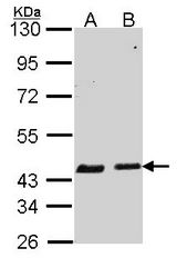 Sample (30 ug of whole cell lysate). A: A549, B: Hela. 10% SDS PAGE. SERPINB6 / PI-6 antibody diluted at 1:1000.