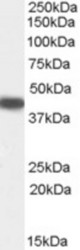Antibody (0.5 ug/ml) staining of Human Placenta lysate (35 ug protein in RIPA buffer). Primary incubation was 1 hour. Detected by chemiluminescence.