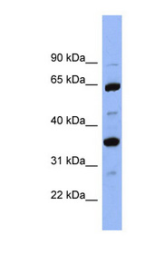 SERPINC1 / Antithrombin-III antibody LS-B6624 Western blot of PANC1 cell lysate.