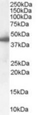 (0.1 ug/ml) staining of Human Liver lysate (35 ug protein in RIPA buffer). Primary incubation was 1 hour. Detected by chemiluminescence.