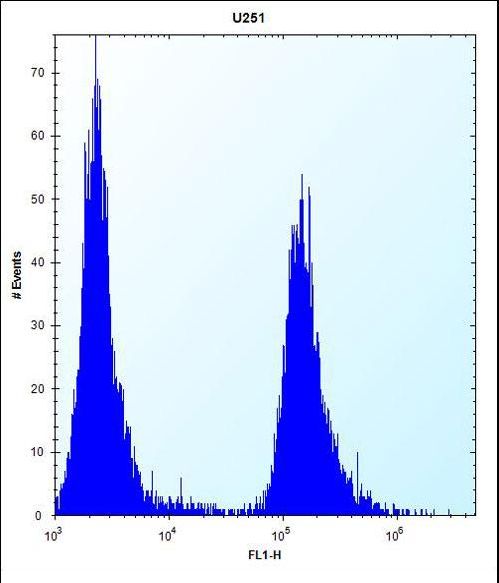 SERPINE1 Antibody flow cytometry of U251 cells (right histogram) compared to a negative control cell (left histogram). FITC-conjugated goat-anti-rabbit secondary antibodies were used for the analysis.