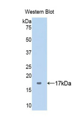 Western blot of recombinant SERPING1 / C1 Inhibitor.