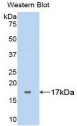 Western blot of recombinant SERPING1 / C1 Inhibitor.