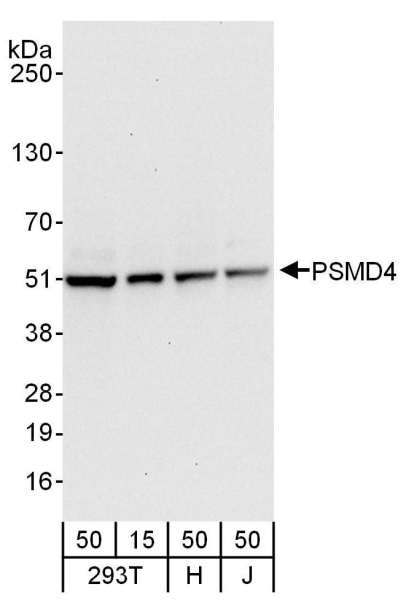 Detection of Human PSMD4 by Western Blot. Samples: Whole cell lysate from 293T (15 and 50 ug), HeLa (H; 50 ug), and Jurkat (J; 50 ug) cells. Antibodies: Affinity purified rabbit anti-PSMD4 antibody used for WB at 0.1 ug/ml. Detection: Chemiluminescence with an exposure time of 10 seconds.