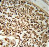 SERPINH1 Antibody (RB18953) IHC of formalin-fixed and paraffin-embedded human testis tissue followed by peroxidase-conjugated secondary antibody and DAB staining.