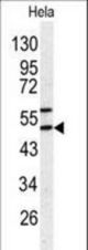 Western blot of SERPINH1 antibody in HeLa cell line lysates (35 ug/lane). SERPINH1 (arrow) was detected using the purified antibody.