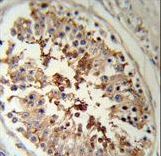 SERPINH1 Antibody (RB18952) IHC of formalin-fixed and paraffin-embedded human testis tissue followed by peroxidase-conjugated secondary antibody and DAB staining.