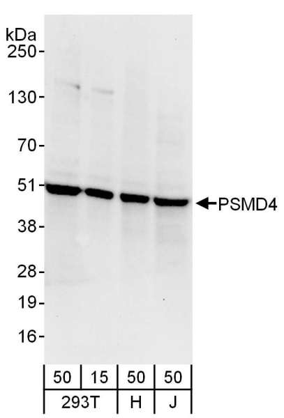 Detection of Human PSMD4 by Western Blot. Samples: Whole cell lysate from 293T (15 and 50 ug), HeLa (H; 50 ug), and Jurkat (J; 50 ug) cells. Antibodies: Affinity purified rabbit anti-PSMD4 antibody used for WB at 0.1 ug/ml. Detection: Chemiluminescence with an exposure time of 10 seconds.