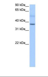 Fetal liver cell lysate. Antibody concentration: 0.5 ug/ml. Gel concentration: 12%.