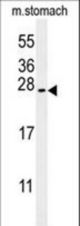 SRTD3 Antibody western blot of mouse stomach tissue lysates (35 ug/lane). The SRTD3 antibody detected the SRTD3 protein (arrow).