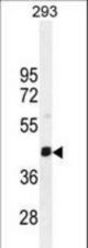 SERTAD4 Antibody western blot of 293 cell line lysates (35 ug/lane). The SERTAD4 antibody detected the SERTAD4 protein (arrow).