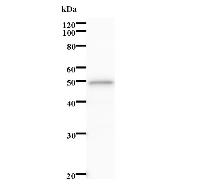 Western blot analysis of immunized recombinant protein, using anti-SESN2 monoclonal antibody.