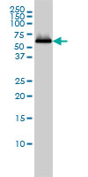 SESN2 monoclonal antibody (M03), clone 3B8 Western blot of SESN2 expression in K-562.