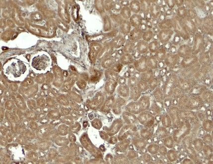 Immunohistochemistry of SESTRIN2 in mouse kidney tissue with SESTRIN2 antibody at 5 ug/ml.