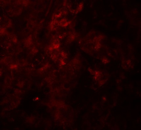 Immunofluorescence of SESTRIN2 in mouse kidney tissue with SESTRIN2 antibody at 20 ug/ml.