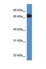 PROS1 antibody LS-C135370 Western blot of Rat Muscle lysate. Antibody concentration 1 ug/ml.