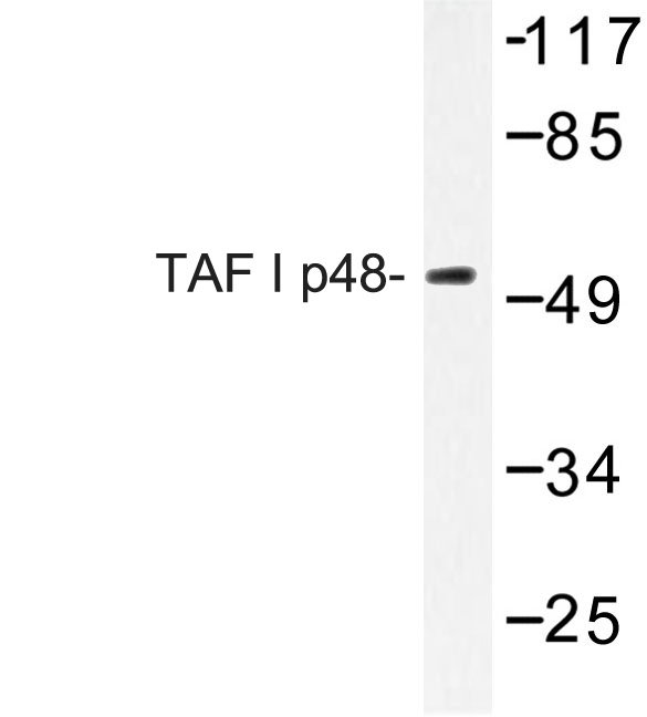 Western blot of TAF I p48 (R318) pAb in extracts from HeLa cells.