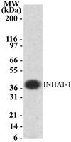 Western blot of INHAT-1 using antibody against Jurkat cell lysate.