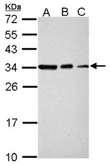 Sample (30 ug of whole cell lysate). A: NIH-3T3, B: JC, C: BCL-1. 12% SDS PAGE. SET antibody diluted at 1:10000.