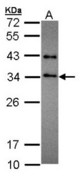 Sample (30 ug of whole cell lysate). A: Hela. 12% SDS PAGE. SET antibody diluted at 1:1000.