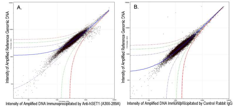 ChIP-chip scatter plot of anti-hSET1 enriched DNA binding sites versus input reference DNA. A. 10 ug of was used to immunoprecipitate chromatin from K562 cells according to Ren et al (Genes Dev. 2002 16: 245-256). Immunoprecipitated DNA and reference DNA were amplified via ligation-mediated PCR and the products labeled with fluorescent dUTPs. The labeled ChIP and reference DNA were pooled, hybridized to a DNA microarray, and analyzed. Data points below the +3 SD curve (red line) represent significantly enriched binding sites. B. As a control, a similar experiment was performed using normal rabbit IgG. Compared to the anti-hSET1 ChIP, normal rabbit IgG showed little enrichment.