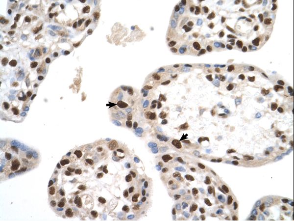 SETD2 antibody LS-C81092 was used in IHC to stain formalin-fixed, paraffin-embedded human placenta.