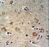 SETD6 Antibody IHC of formalin-fixed and paraffin-embedded brain tissue followed by peroxidase-conjugated secondary antibody and DAB staining.