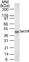 Western blot analysis for Set7/9 using antibody at 1:500 on 20 ug of HeLa whole cell lysate.