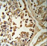 SETD8 Antibody (RB18964) IHC of formalin-fixed and paraffin-embedded human testis tissue followed by peroxidase-conjugated secondary antibody and DAB staining.