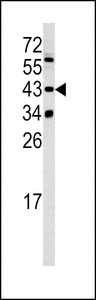 Western blot of SETD8 antibody in 293 cell line lysates (35 ug/lane). SETD8 (arrow) was detected using the purified antibody.