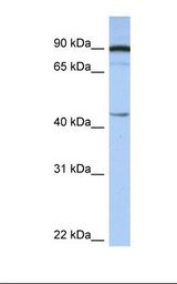 Fetal brain lysate. Antibody concentration: 1.0 ug/ml. Gel concentration: 12%.