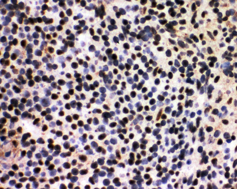 SF1 antibody. IHC(F): Rat Spleen Tissue.