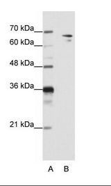B: HepG2 Cell Lysate