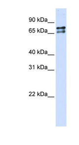 SF1 antibody LS-C101699 Western blot of Transfected 293T cell lysate.