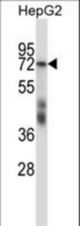 SF1 Antibody western blot of HepG2 cell line lysates (35 ug/lane). The SF1 antibody detected the SF1 protein (arrow).