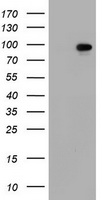 HEK293T cells were transfected with the pCMV6-ENTRY control (Left lane) or pCMV6-ENTRY SF3A1 (Right lane) cDNA for 48 hrs and lysed. Equivalent amounts of cell lysates (5 ug per lane) were separated by SDS-PAGE and immunoblotted with anti-SF3A1.