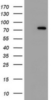 HEK293T cells were transfected with the pCMV6-ENTRY control (Left lane) or pCMV6-ENTRY SF3A1 (Right lane) cDNA for 48 hrs and lysed. Equivalent amounts of cell lysates (5 ug per lane) were separated by SDS-PAGE and immunoblotted with anti-SF3A1.