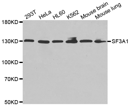 Western blot analysis of extracts of various cell lines, using SF3A1 antibody.