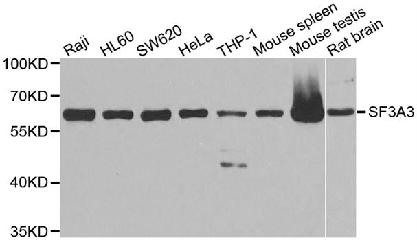 Western blot analysis of extracts of various cell lines, using SF3A3 antibody.