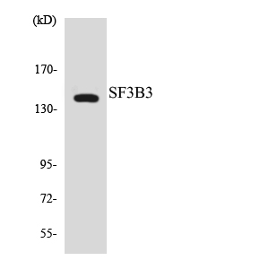 Western blot of the lysates from HeLa cells using SF3B3 antibody.