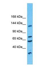 Western blot of SF3B3 Antibody with human Fetal Liver lysate.